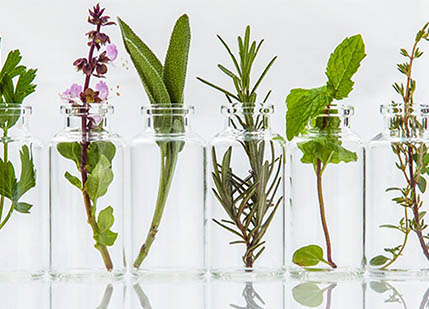 The new trend of global plant extract application