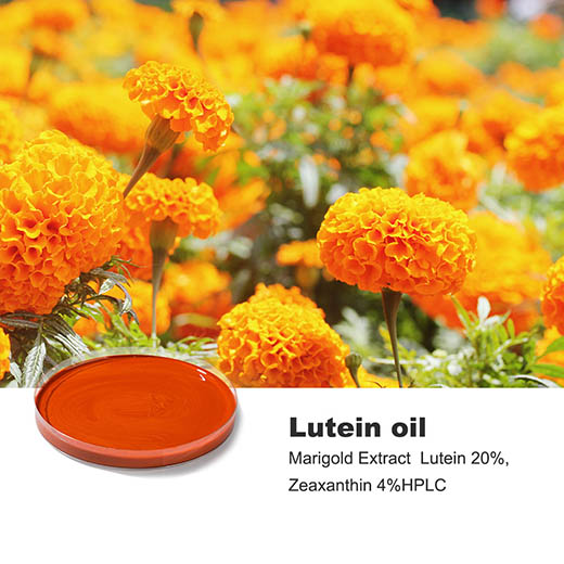 Lutein Oil Marigold Extract